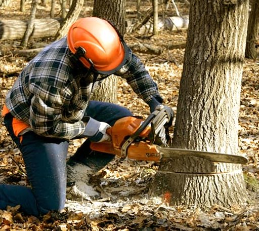 Tree Removal in Richards, TX